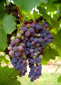 IMGP0548 - wine grapes rutherglen by RaeA, on Flickr