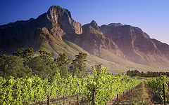Vineyard in Franschhoek, South Africa by miquitos, on Flickr