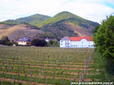 Wino Dolina Wachau